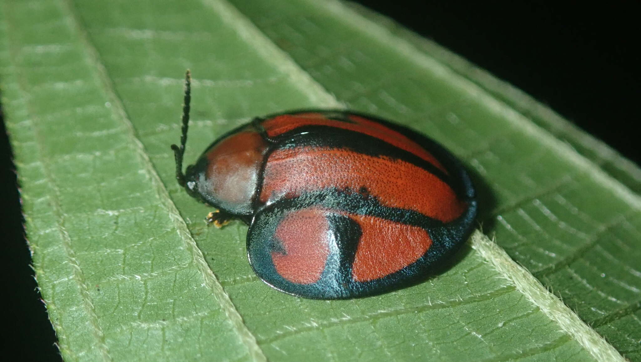 Image of Omaspides (Omaspides) clathrata (Linnaeus 1758)