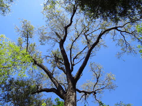 Image of Red Quebracho