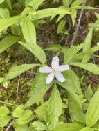 Image of Piper's Windflower