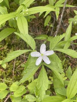 Image of Piper's Windflower