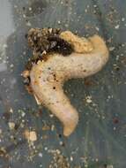 Image of peppered sea cucumber