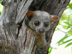 Image of Milne Edwards’s sportive lemur