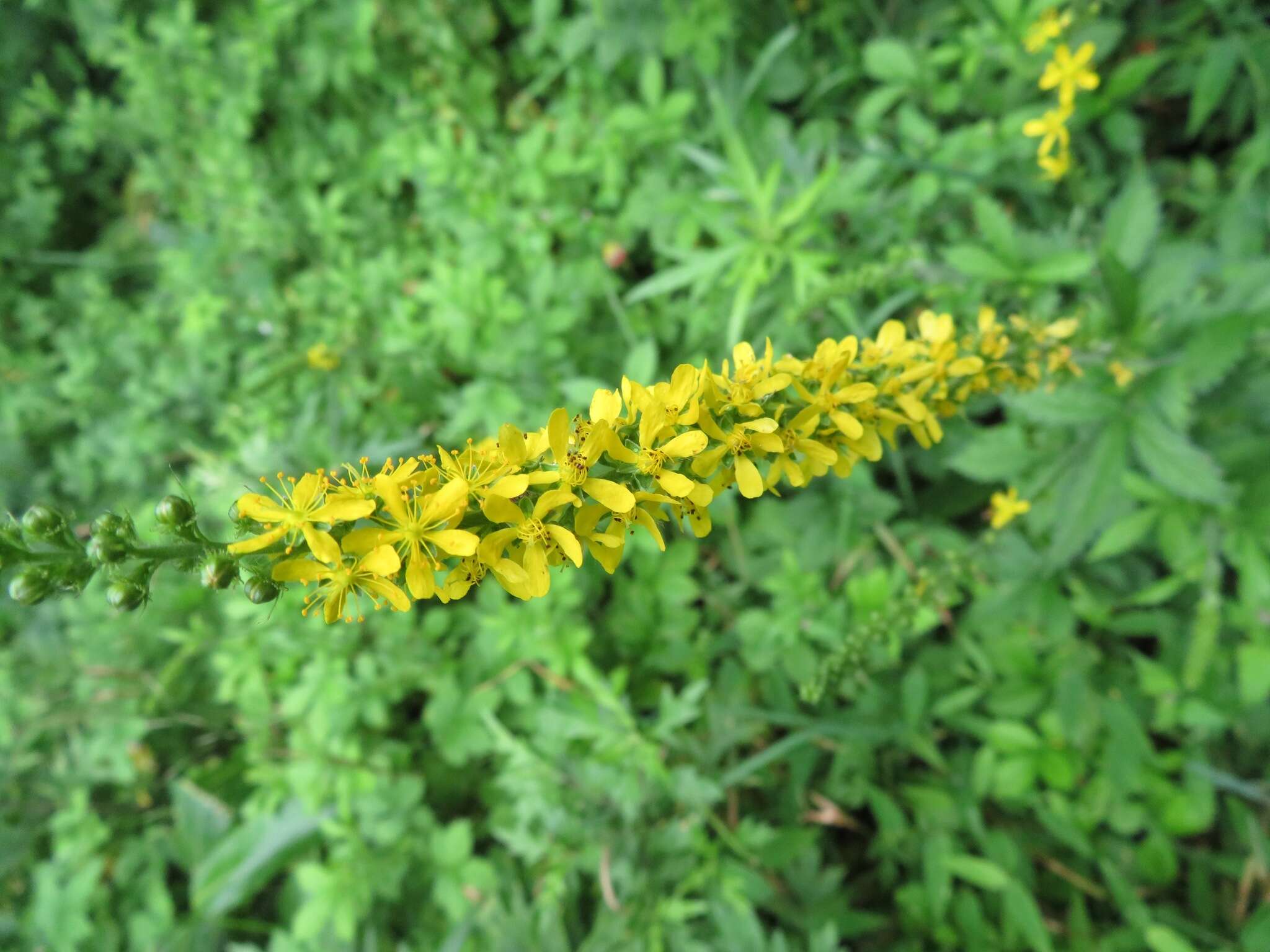 Image of Agrimonia pilosa var. japonica (Miq.) Nakai