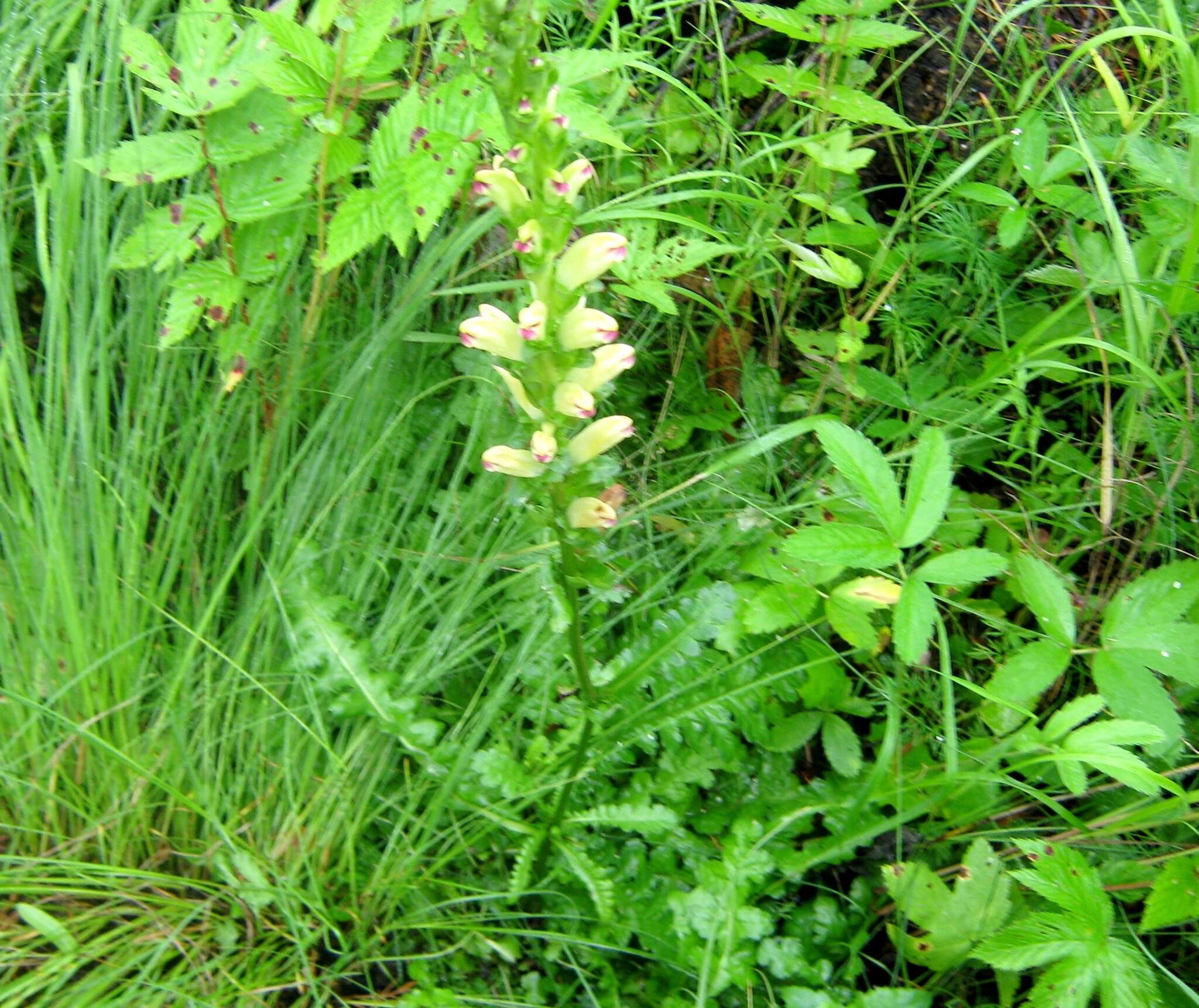 Image of moor-king lousewort