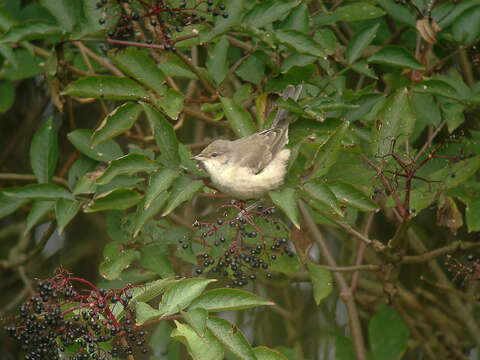 Image of Typical warblers