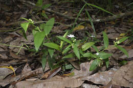 Image of Schelhammera multiflora R. Br.