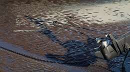 Image of Ruddy Turnstone