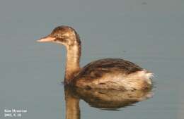 Image of Little Grebe