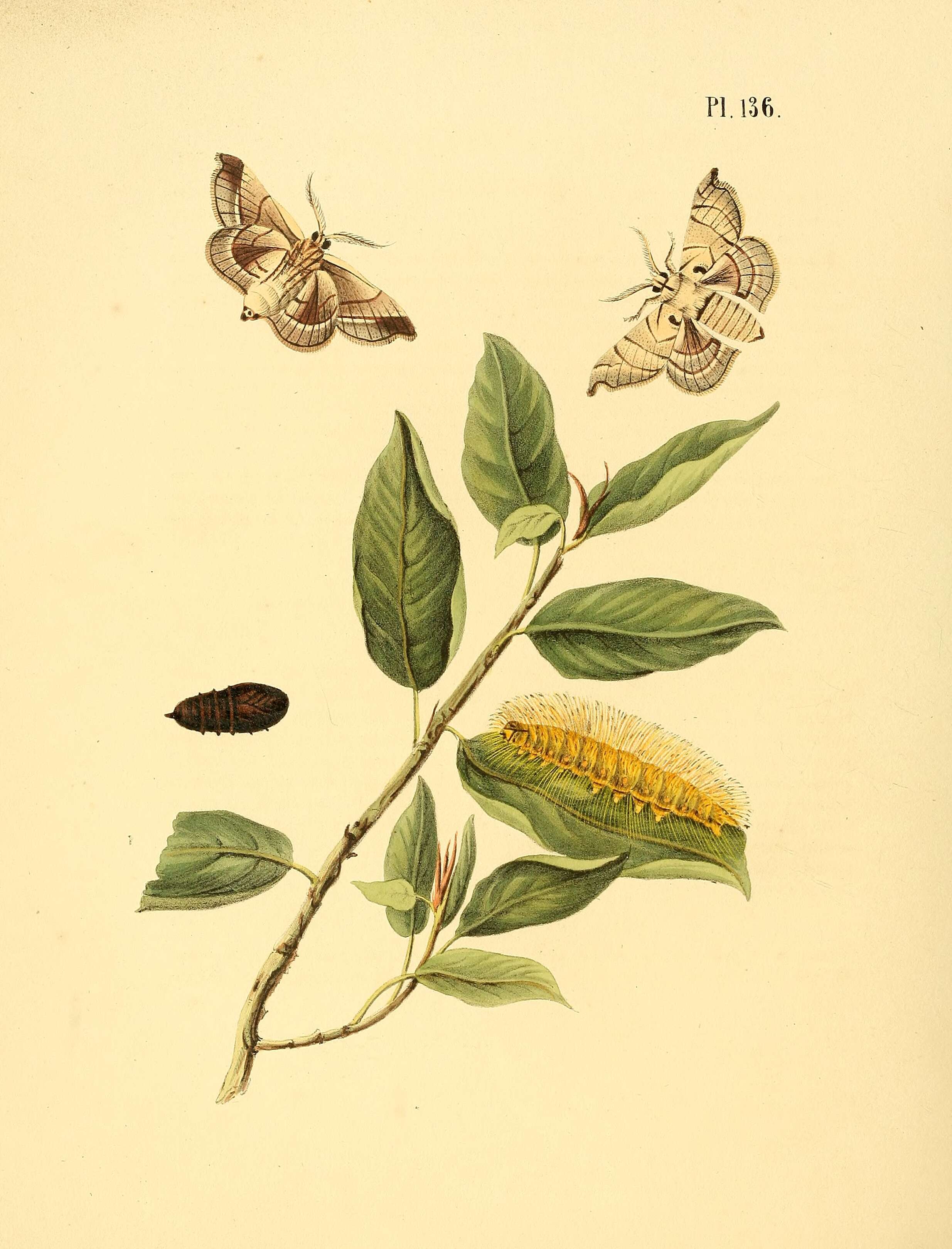 Image of Apatelodes firmiana (Stoll 1782)