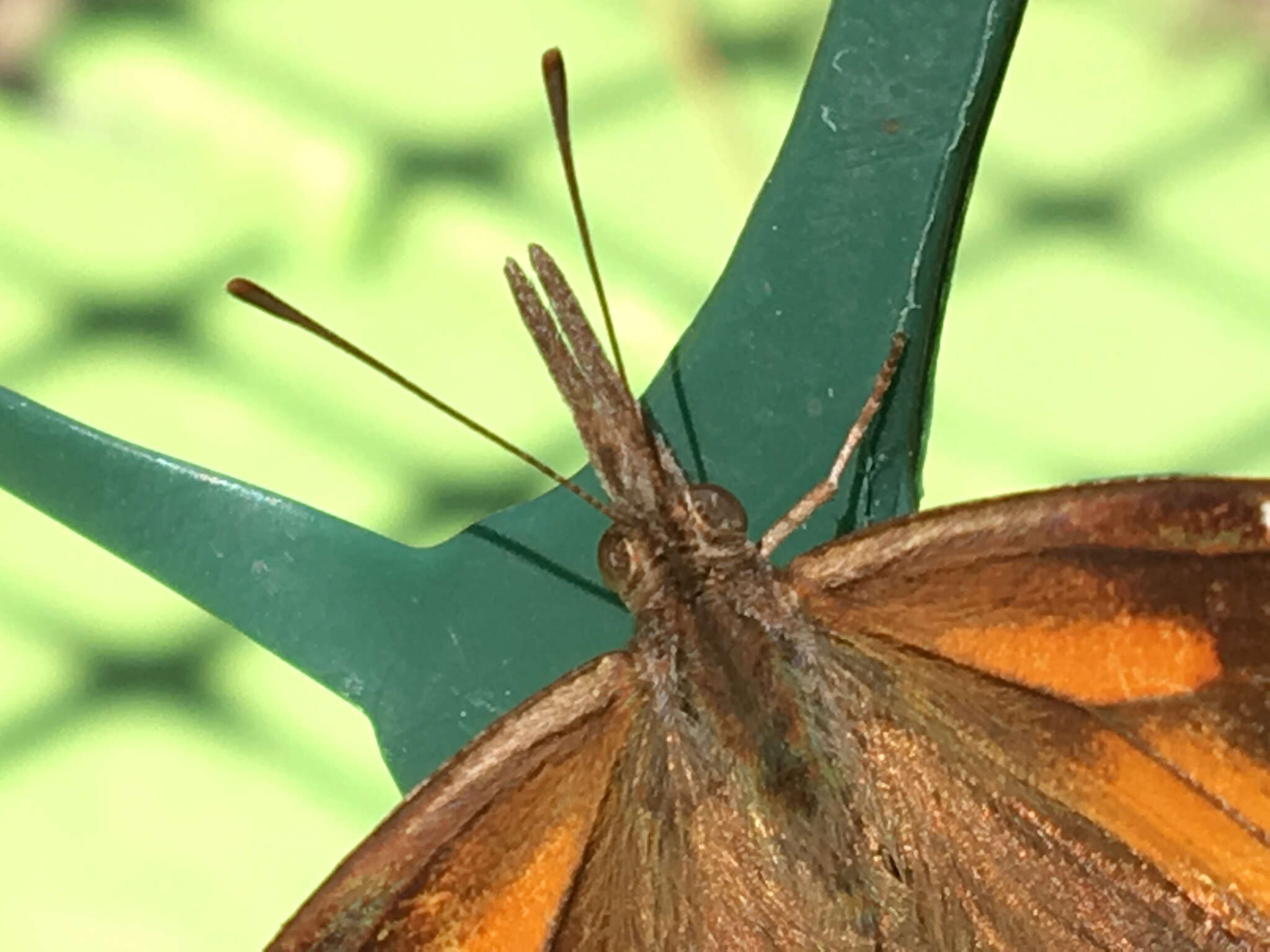 Image of Libytheana carinenta bachmanii (Kirtland 1851)