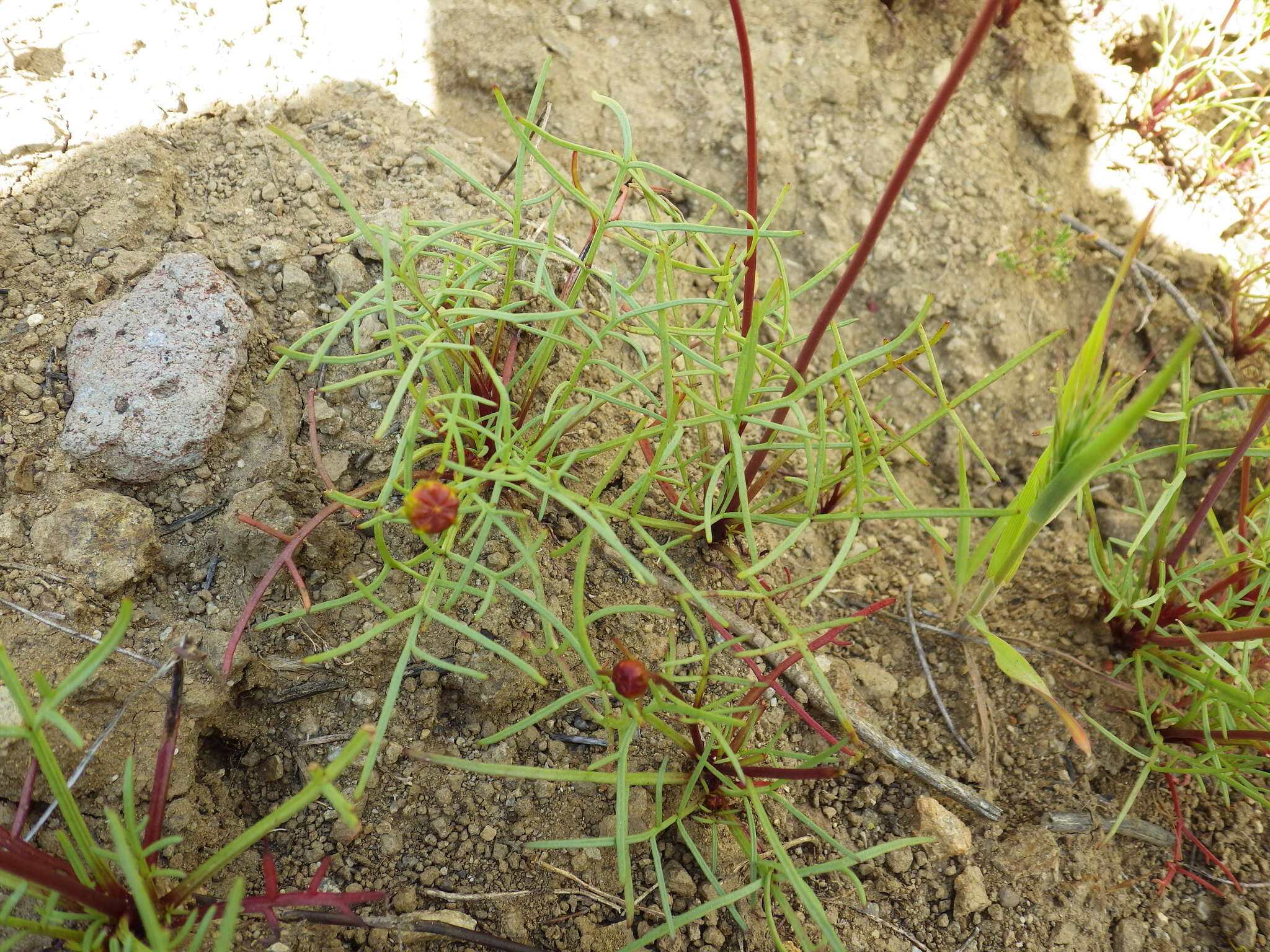 Image de Coreopsis bigelowii (A. Gray) Voss