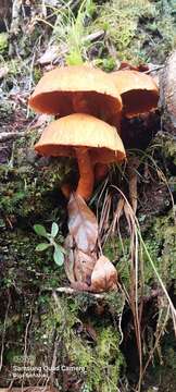 Image of Gymnopilus rugulosus R. Valenz., Guzmán & J. Castillo 1981