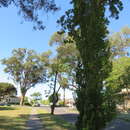 Populus nigra var. italica (Moench.) Koehne resmi