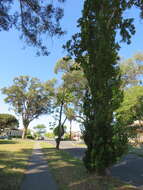 Image of Populus nigra var. italica (Moench.) Koehne