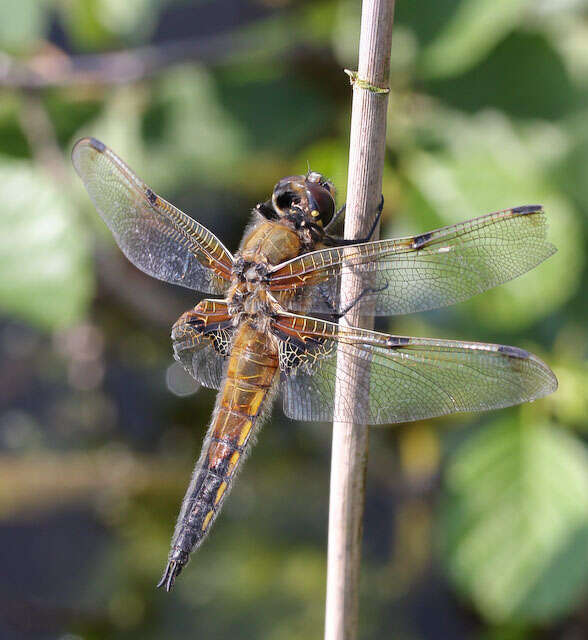 Image of Four-spotted Chaser