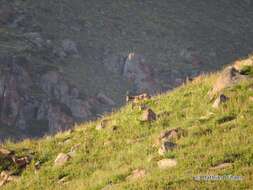 Image of Asiatic Ibex