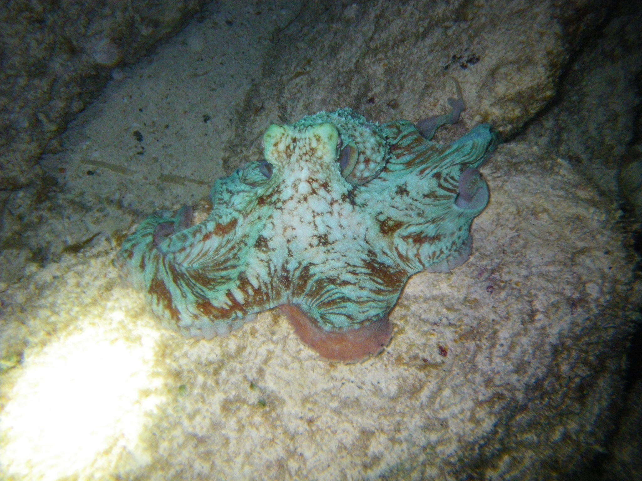 Image of Caribbean reef octopus