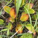 Image of largeleaf grass of Parnassus