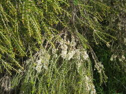 Sivun Melaleuca acuminata F. Müll. kuva