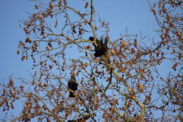 Imagem de Corvus frugilegus Linnaeus 1758