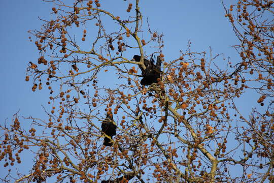 Imagem de Corvus frugilegus Linnaeus 1758