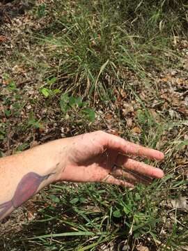 Image of sand lovegrass