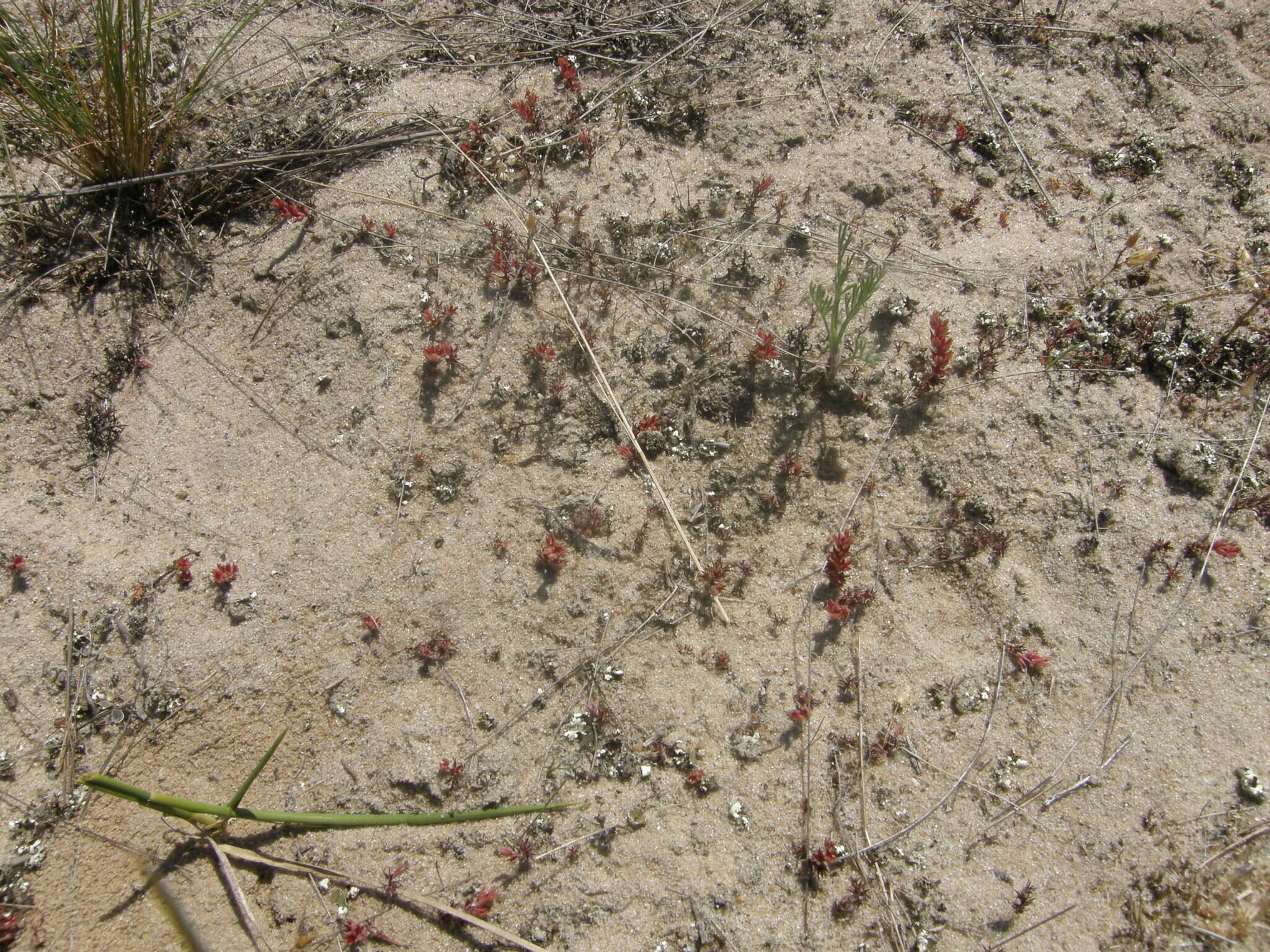 Image de Sedum aetnense Tineo