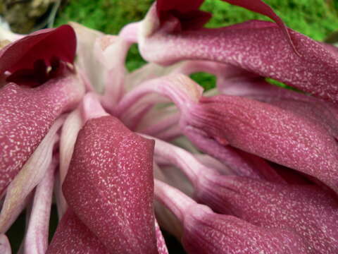 Image of Bulbophyllum fletcherianum