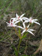 Image of Burchardia multiflora Lindl.