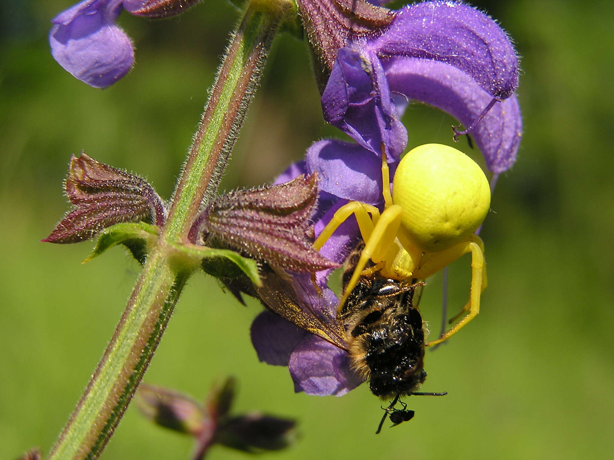 Image of Flower Crab Spiders