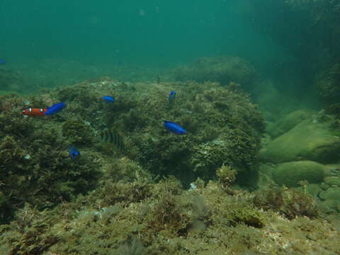 Image of Flag fish