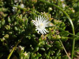 Imagem de Delosperma uncinatum L. Bol.