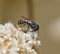 Image of Megachile angelarum Cockerell 1902