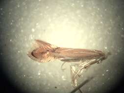 صورة Phyllonorycter basistrigella (Clemens 1859)