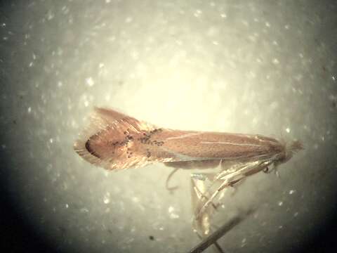 صورة Phyllonorycter basistrigella (Clemens 1859)