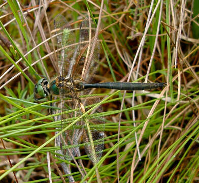 Image of northern emerald