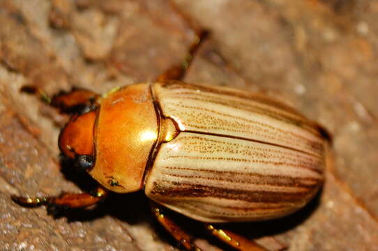 Image of Pelidnota strigosa Castelnau 1840