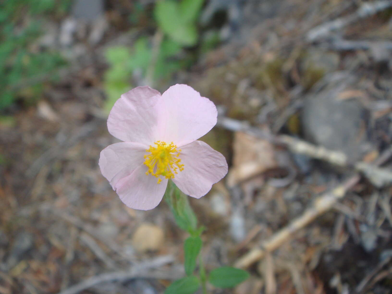 Image of Common Rock-rose