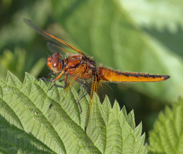 Image of Blue Chaser