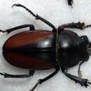 Image of Parry's Stag-beetle