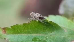 Sivun Sidymella hirsuta (L. Koch 1874) kuva