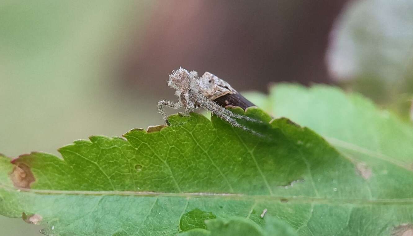 Sivun Sidymella hirsuta (L. Koch 1874) kuva