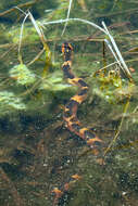 Image of Southern Water Snake