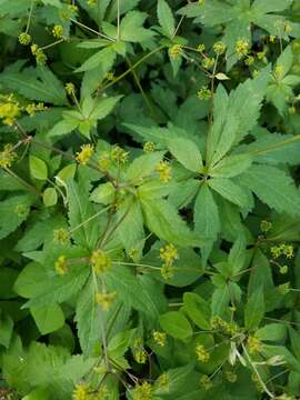 Image of clustered blacksnakeroot