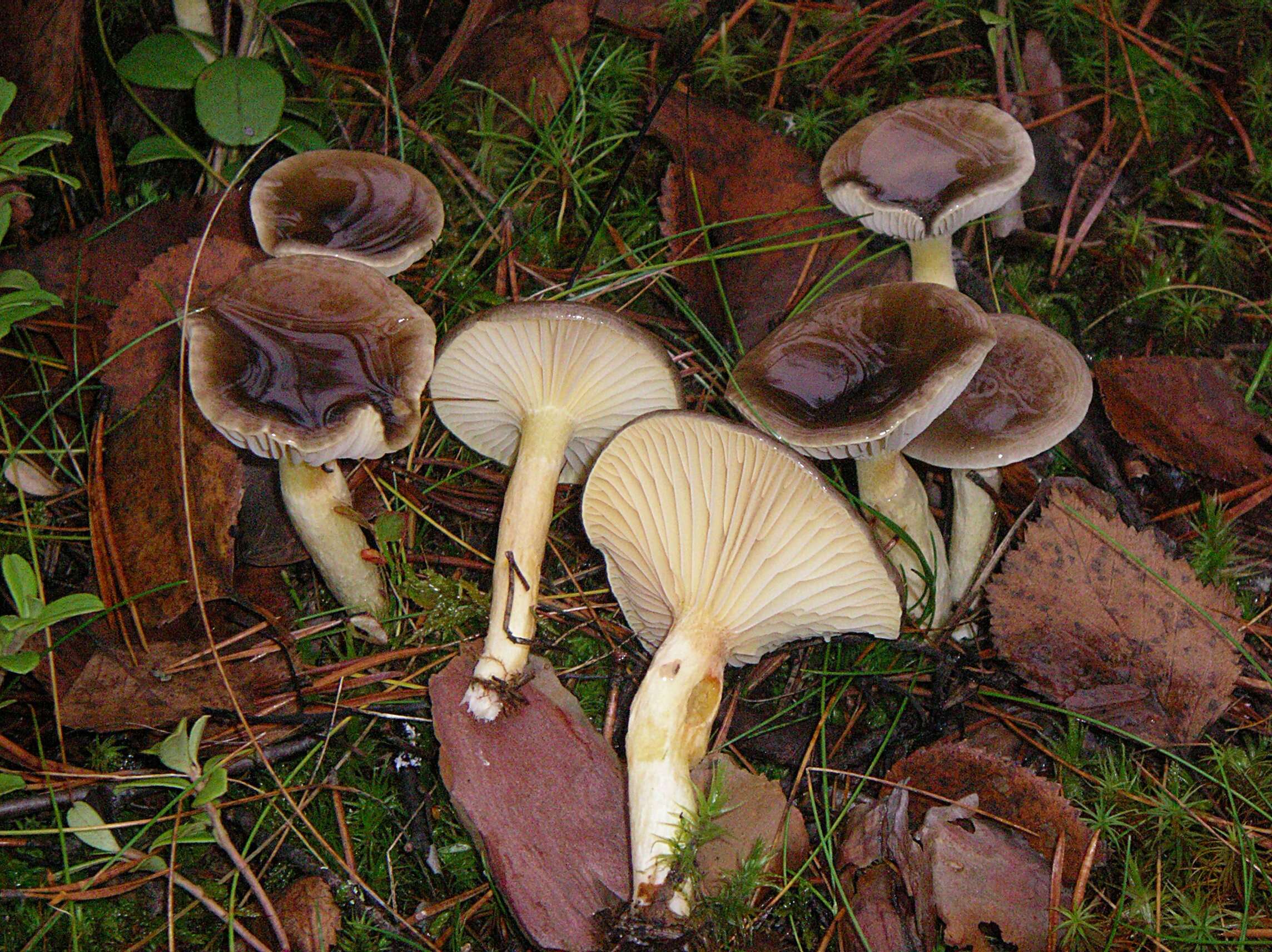 Plancia ëd Hygrophorus hypothejus (Fr.) Fr. 1838