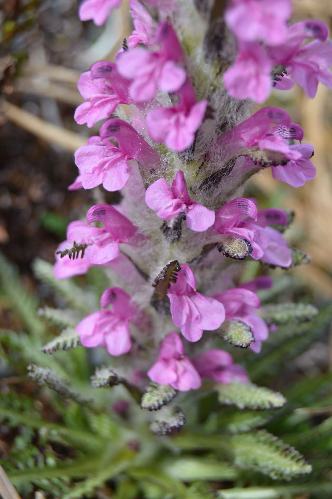 Image of woolly lousewort