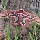 Image of Rothchild's Atlas Moth