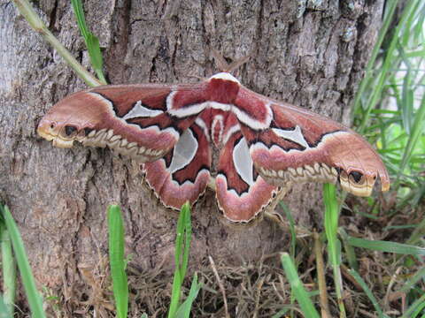 Image of Rothchild's Atlas Moth