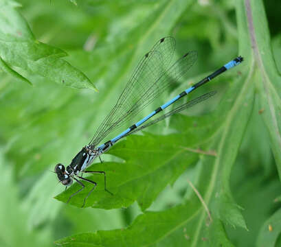 Image of Variable Bluet