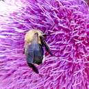 Image of Rocky Mountain Anthophora